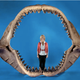 Illustration for article titled Now you can buy the biggest shark jaws in the world!